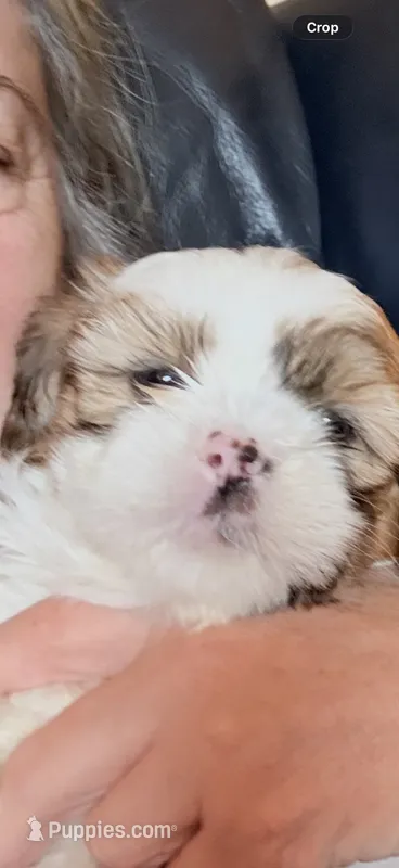Mimosa  – Shihpoo, Shih Tzu puppy for sale in Brattleboro, VT