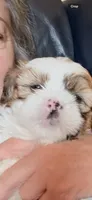 Mimosa , a female Shihpoo and Shih Tzu for sale in Brattleboro, VT – 1 of 3