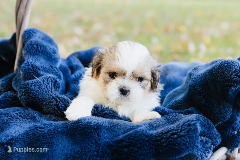 Chardonnay – Shihpoo, Shih Tzu puppy for sale in Brattleboro, VT