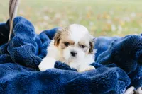 Chardonnay, a female Shihpoo and Shih Tzu for sale in Brattleboro, VT – 1 of 6