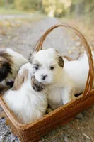 Guinness, a male Shihpoo for sale in Brattleboro, VT – 9 of 10