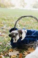  Sangria, a female Shihpoo and Shih Tzu for sale in Brattleboro, VT – 9 of 9