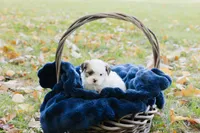Guinness, a male Shihpoo for sale in Brattleboro, VT – 2 of 10