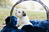 Guinness, a male Shihpoo for sale in Brattleboro, VT – 3 of 10