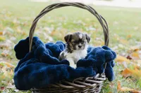  Sangria, a female Shihpoo and Shih Tzu for sale in Brattleboro, VT – 8 of 9
