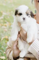 Whiskey Johnny, a male Shihpoo and Shih Tzu for sale in Brattleboro, VT – 2 of 8