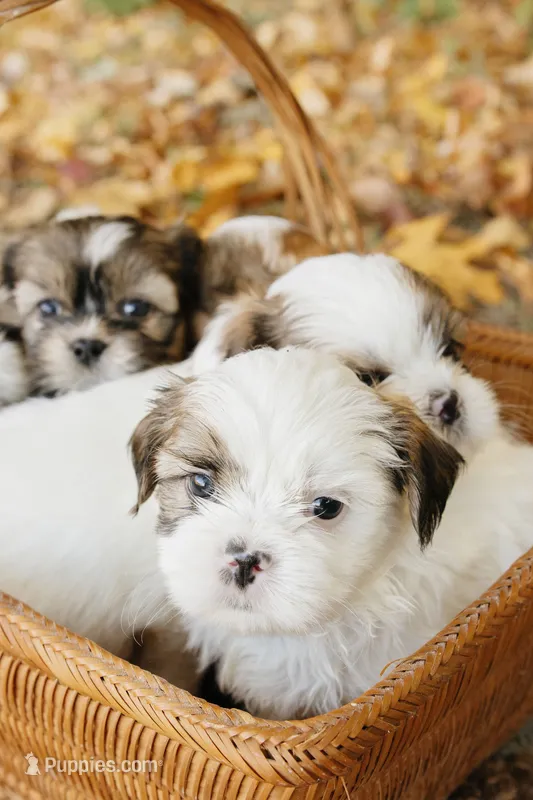 Guinness – Shihpoo puppy for sale in Brattleboro, VT