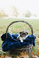  Sangria, a female Shihpoo and Shih Tzu for sale in Brattleboro, VT – 2 of 9