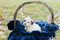 Guinness, a male Shihpoo for sale in Brattleboro, VT – 4 of 10