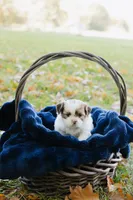 Mimosa , a female Shihpoo and Shih Tzu for sale in Brattleboro, VT – 3 of 3