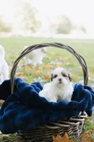 Whiskey Johnny, a male Shihpoo and Shih Tzu for sale in Brattleboro, VT – 5 of 8