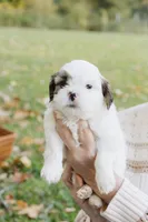 Guinness, a male Shihpoo for sale in Brattleboro, VT – 8 of 10