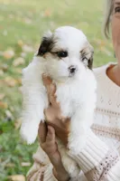 Whiskey Johnny, a male Shihpoo and Shih Tzu for sale in Brattleboro, VT – 3 of 8