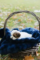 Whiskey Johnny, a male Shihpoo and Shih Tzu for sale in Brattleboro, VT – 8 of 8
