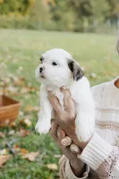 Guinness, a male Shihpoo for sale in Brattleboro, VT – 10 of 10