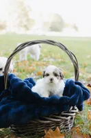 Whiskey Johnny, a male Shihpoo and Shih Tzu for sale in Brattleboro, VT – 6 of 8