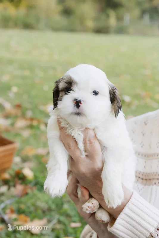Guinness – Shihpoo puppy for sale in Brattleboro, VT