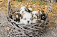 Chardonnay, a female Shihpoo and Shih Tzu for sale in Brattleboro, VT – 5 of 6
