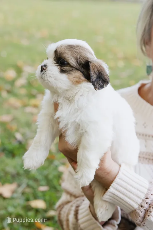 Whiskey Johnny – Shihpoo, Shih Tzu puppy for sale in Brattleboro, VT