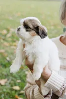 Whiskey Johnny, a male Shihpoo and Shih Tzu for sale in Brattleboro, VT – 1 of 8