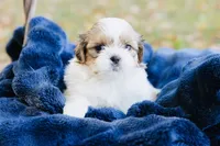 Chardonnay, a female Shihpoo and Shih Tzu for sale in Brattleboro, VT – 3 of 6