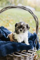  Sangria, a female Shihpoo and Shih Tzu for sale in Brattleboro, VT – 6 of 9