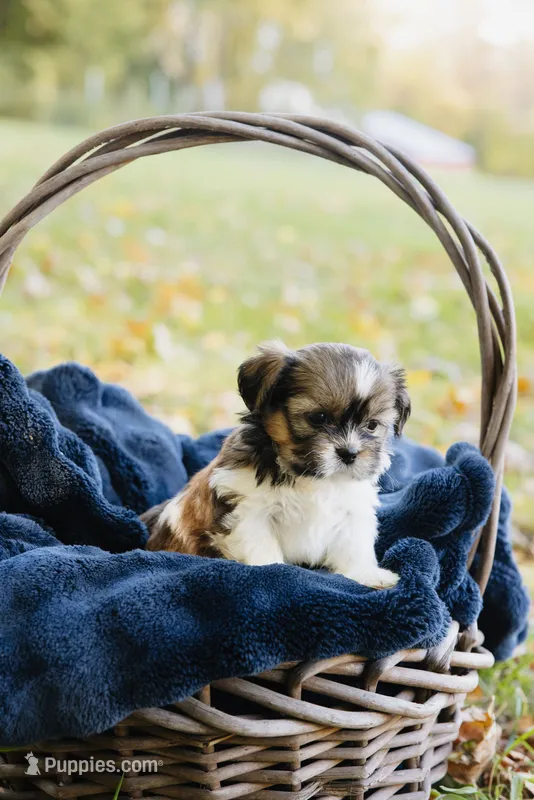  Sangria – Shihpoo, Shih Tzu puppy for sale in Brattleboro, VT