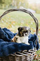  Sangria, a female Shihpoo and Shih Tzu for sale in Brattleboro, VT – 1 of 9