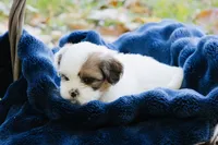 Whiskey Johnny, a male Shihpoo and Shih Tzu for sale in Brattleboro, VT – 7 of 8