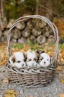 Chardonnay, a female Shihpoo and Shih Tzu for sale in Brattleboro, VT – 6 of 6