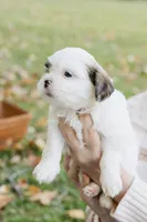 Guinness, a male Shihpoo for sale in Brattleboro, VT – 6 of 10