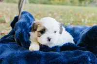 Guinness, a male Shihpoo for sale in Brattleboro, VT – 7 of 10