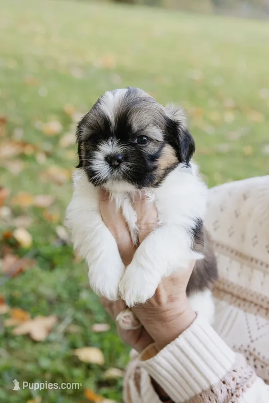 Margarita – Shihpoo, Shih Tzu puppy for sale in Brattleboro, VT