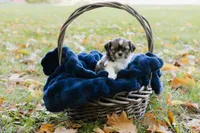  Sangria, a female Shihpoo and Shih Tzu for sale in Brattleboro, VT – 5 of 9