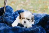 Chardonnay, a female Shihpoo and Shih Tzu for sale in Brattleboro, VT – 4 of 6