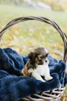  Sangria, a female Shihpoo and Shih Tzu for sale in Brattleboro, VT – 4 of 9