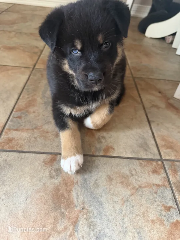 Logan  – Australian Shepherd, German Shepherd Dog puppy for sale in Pensacola, FL