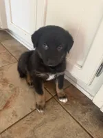 Bella , a male Australian Shepherd and German Shepherd Dog for sale in Pensacola, FL – 2 of 2
