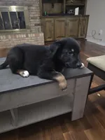 Peter , a male Australian Shepherd and German Shepherd Dog for sale in Pensacola, FL – 2 of 4