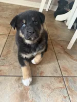 Logan , a male Australian Shepherd and German Shepherd Dog for sale in Pensacola, FL – 2 of 2