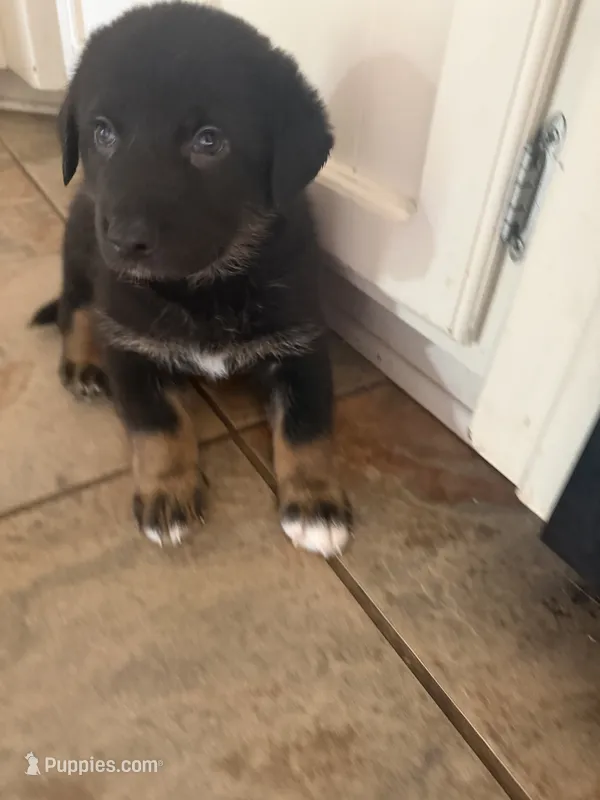 Bella  – Australian Shepherd, German Shepherd Dog puppy for sale in Pensacola, FL