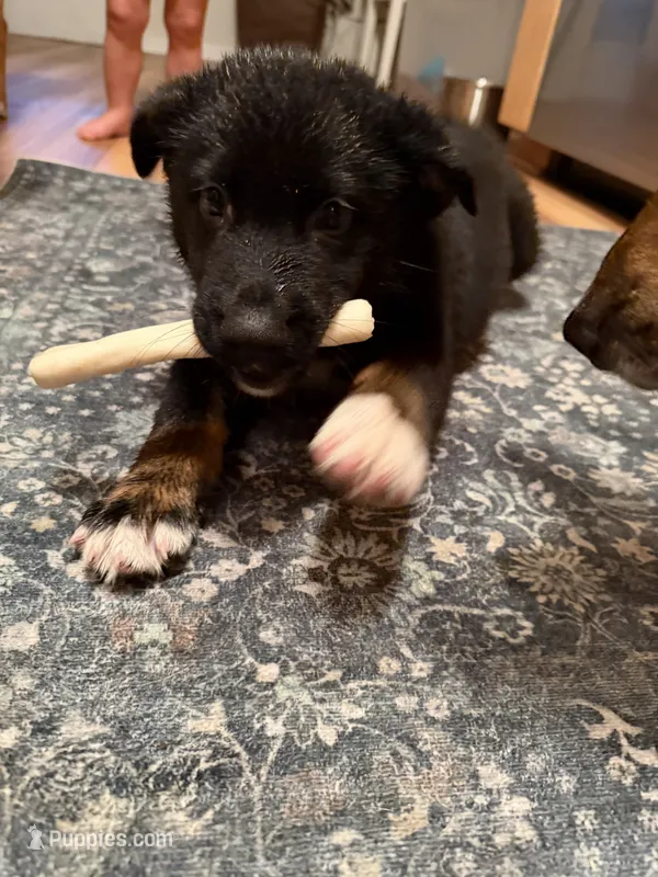 Miles – German Shepherd Dog puppy for sale in Pensacola, FL