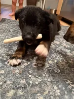 Miles, a male German Shepherd Dog for sale in Pensacola, FL – 1 of 5