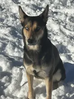 Miles, a male German Shepherd Dog for sale in Pensacola, FL – 5 of 5