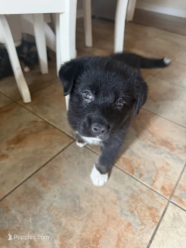 Peter  – Australian Shepherd, German Shepherd Dog puppy for sale in Pensacola, FL