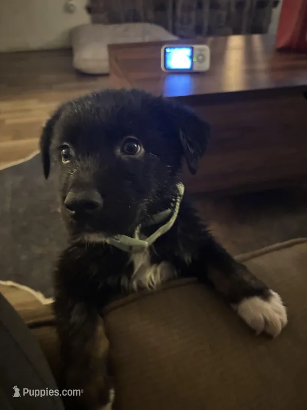 Peter  – Australian Shepherd, German Shepherd Dog puppy for sale in Pensacola, FL