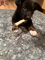 Miles, a male German Shepherd Dog for sale in Pensacola, FL – 2 of 5