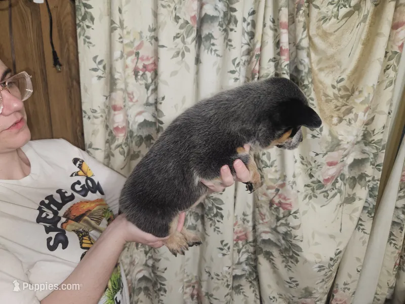 AKC Blue Boy 5 – Australian Cattle Dog puppy for sale in Center Point, TX