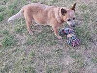 Blue Boy 1, a male Australian Cattle Dog for sale in Center Point, TX – 5 of 5