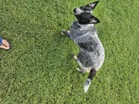 Sugar Bear, a female Australian Cattle Dog for sale in Center Point, TX – 2 of 4